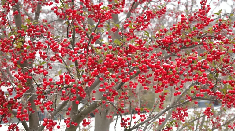 Cet arbuste à planter au printemps nourrit les oiseaux tout l’hiver, si vous évitez cette erreur de taille