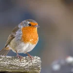 Espérance de vie du rouge-gorge : combien de temps vit vraiment cet oiseau des jardins ?