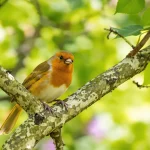 La présence d'un écureuil roux révèle que votre jardin devient une véritable mini-forêt préservée