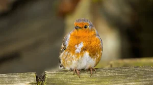 Rouges-gorges au jardin : ce soir, mettez dehors cet aliment de base à 3 centimes, que la plupart des jardiniers oublient