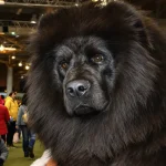 Salon de l'Agriculture : ce Dogue du Tibet mayennais, déjà champion de France, vise le Concours général agricole